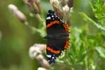 007-Schmetterling-Admiral.jpg