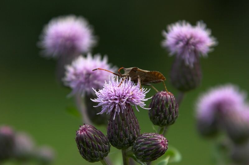 Eine Schildwanzenart auf einer Distelblüte