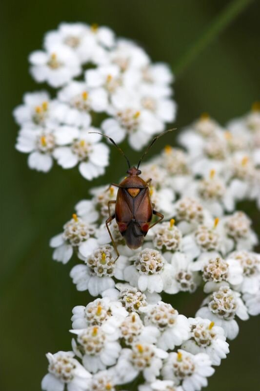 eine rote Weichwanze