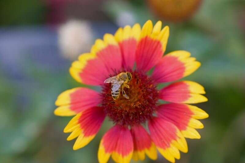 Mit Blütenstaub überzogene Biene auf einer bunten Blüte