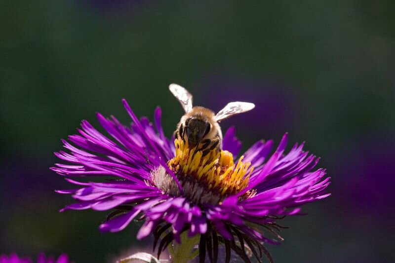 Eine Biene auf einer Blüte