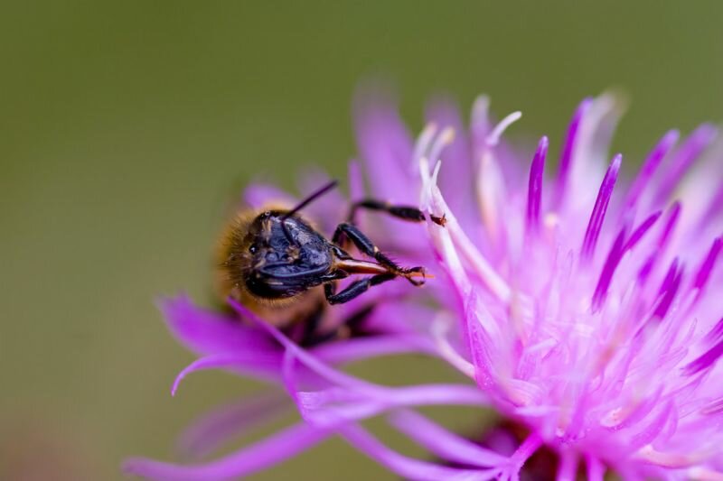 eine Biene putzt ihren Saugruessel