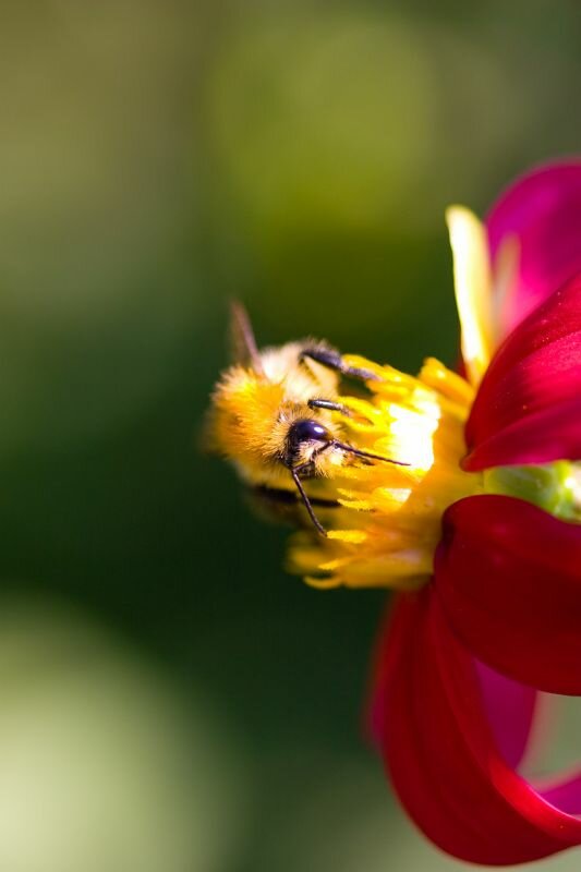 eine Hummel beim Nektarsammeln