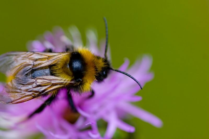 eine pelzige Hummel