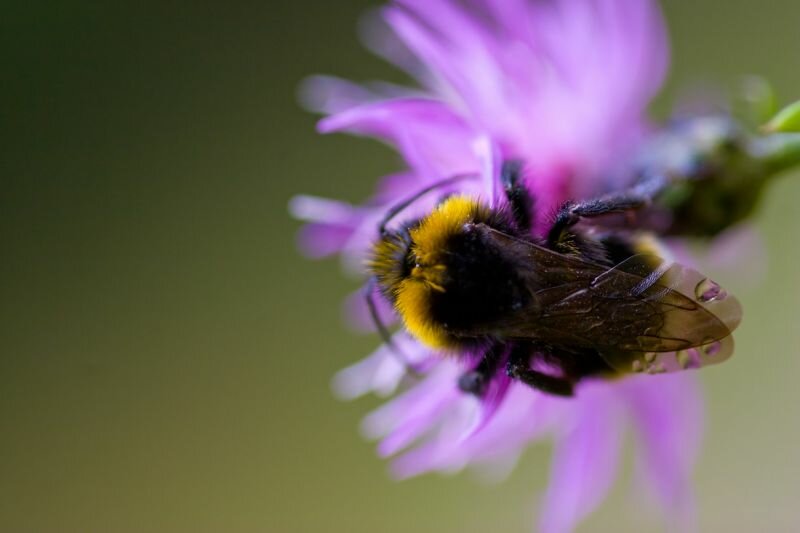 nach dem Regen eine Hummel