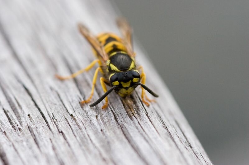 eine Wespe raspelt Holz für den Nestbau