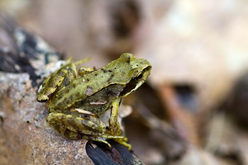 ein Frosch