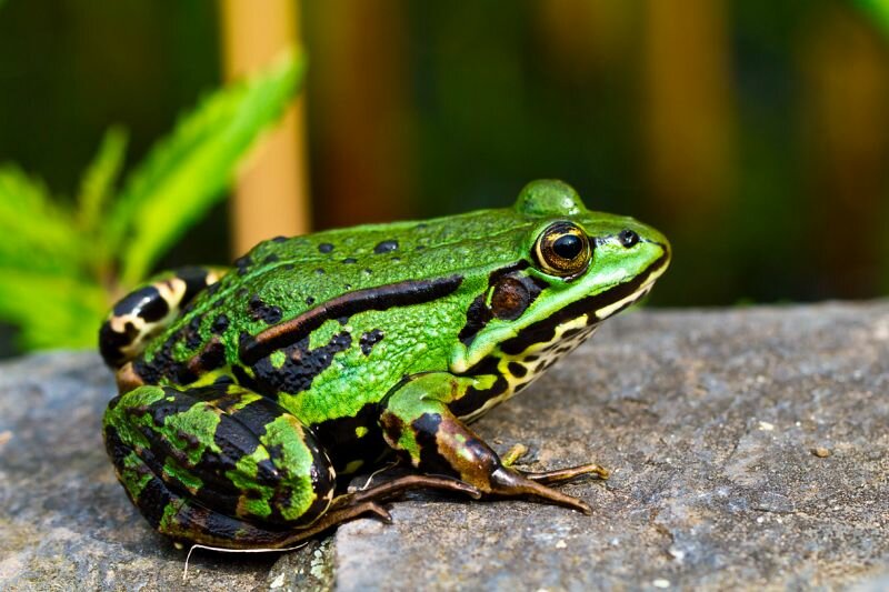 ein kleiner Teichfrosch