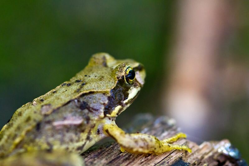 ein Frosch