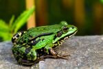 008-teichfrosch.jpg