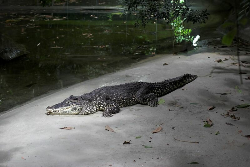 ein Krokodil liegt faul am Ufer