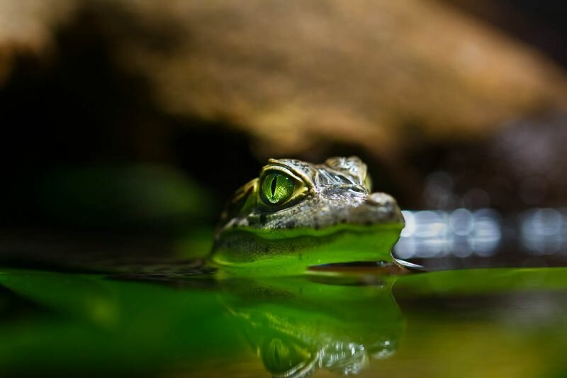 ein Krokodilbaby im Wasser