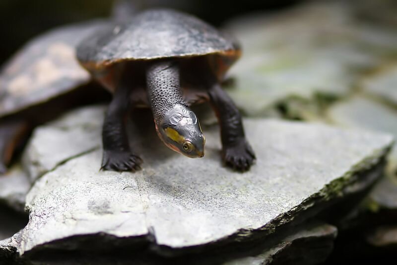 "Schildi" die Schildkröte :-)