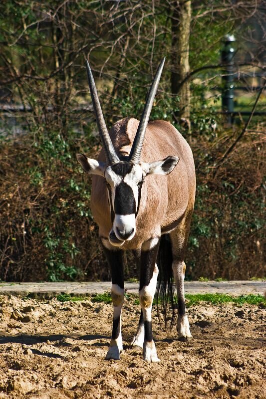 ein Eritrea Spießbock