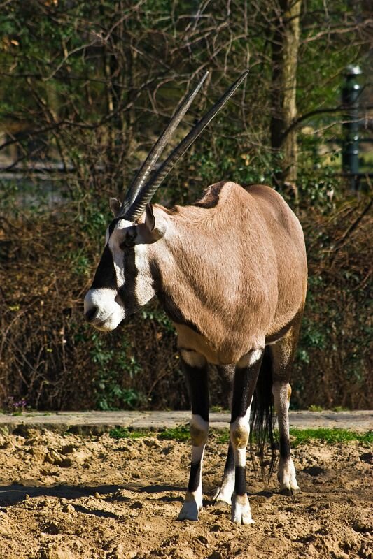 ein Eritreaspießbock