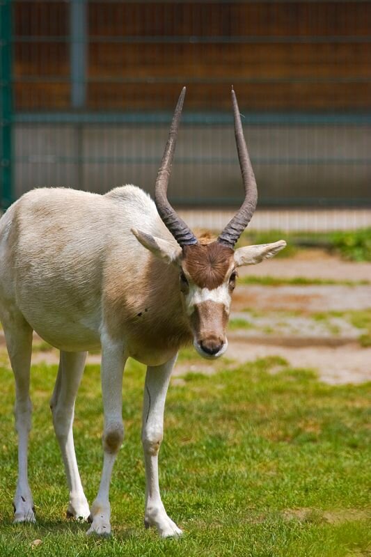 eine einzelne Mendesantilope