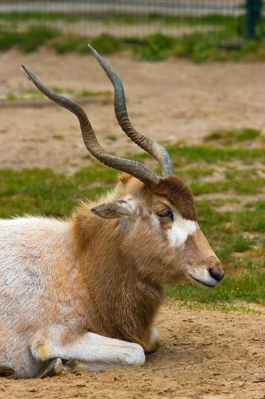 eine Mendesantilope ruht sich aus