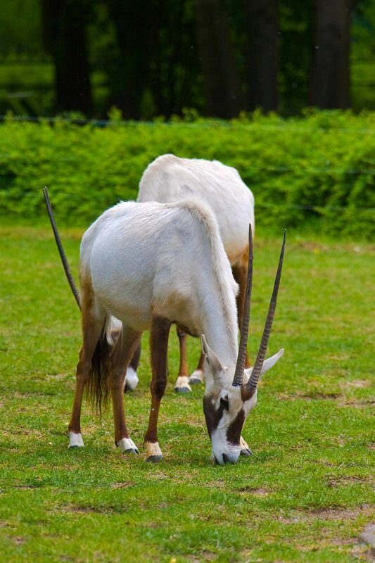 arabische Oryxantilopen