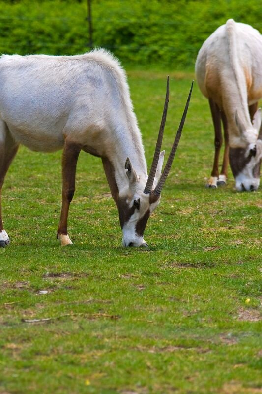 zwei arabische Oryxantilopen beim grasen