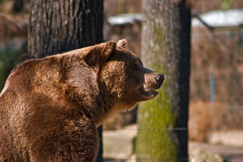 Ein Braunbär