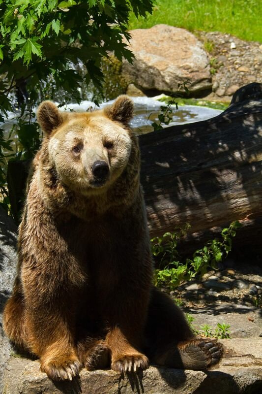 Ein Braunbär