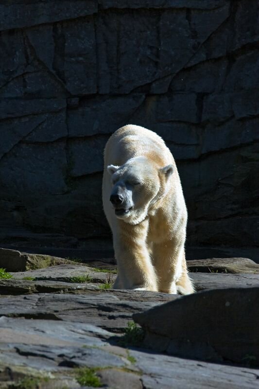 ein Eisbär