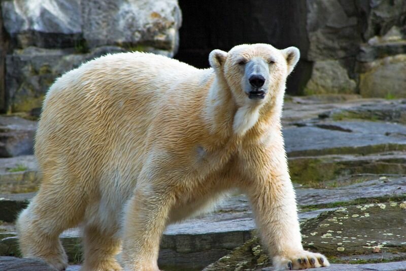 vom Eisbären neugierig beobachtet