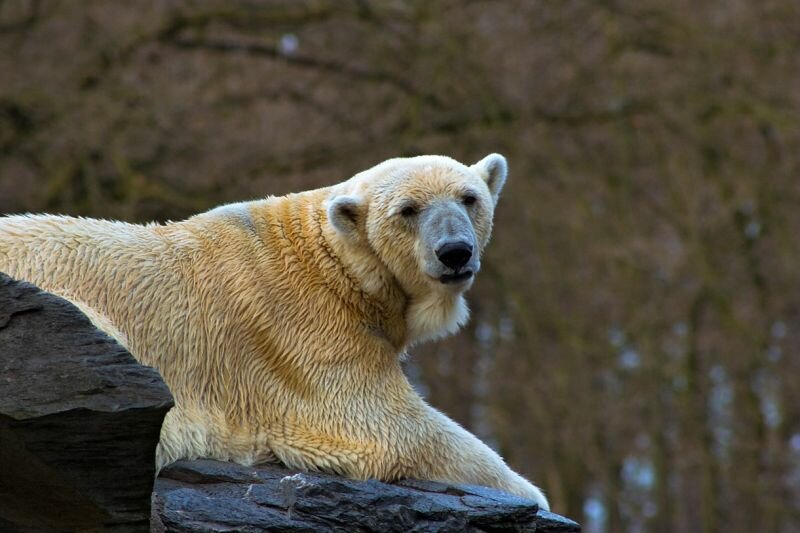 ein Eisbär beobachtet den Besucher