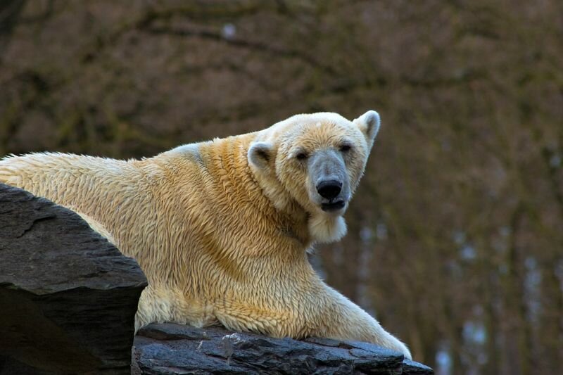 ein Eisbär beobachtet den Besucher