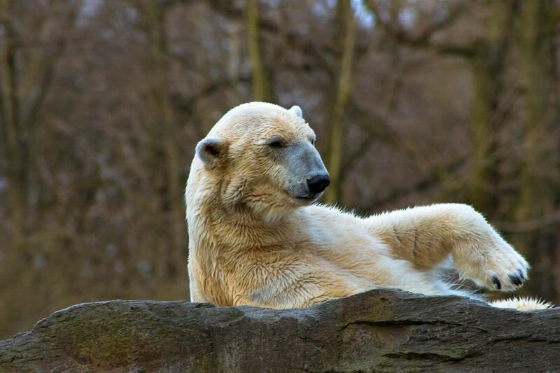 Eisbär macht es sich bequem