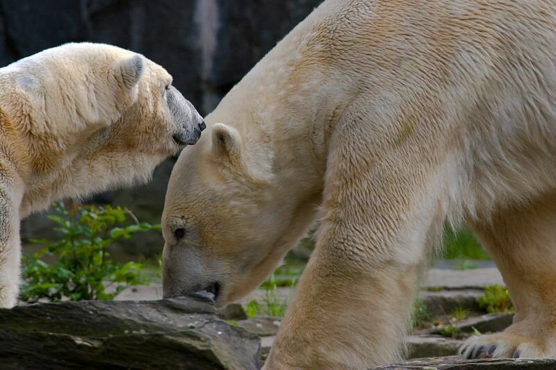 zwei Eisbären im Zoo