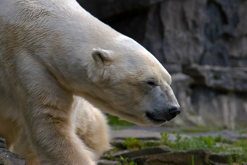 ein Eisbär