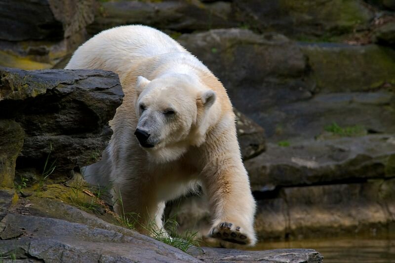 ein Eisbär