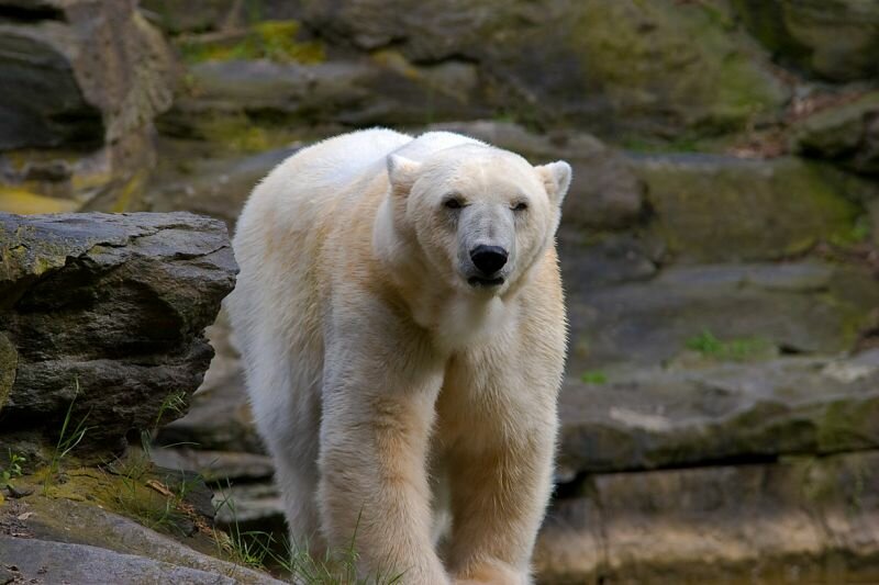 ein Eisbär