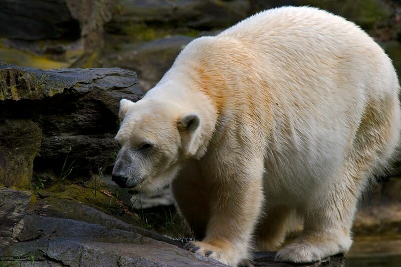 ein Eisbär