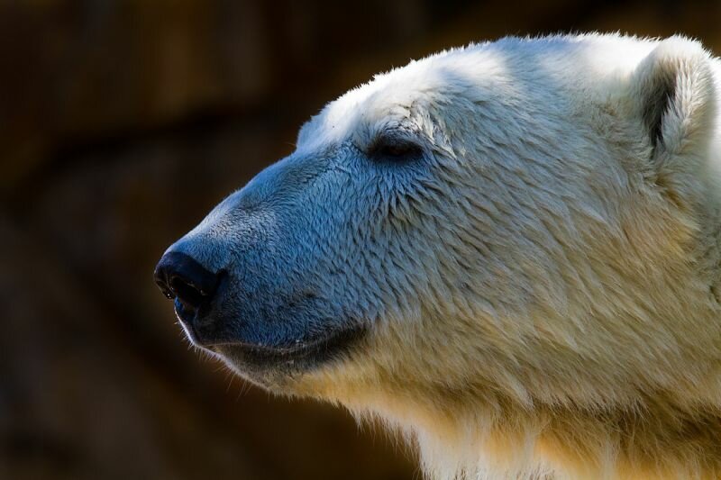 Kopf eines Eisbären