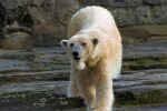 ein Eisbär (Ursus arctos maritimus )