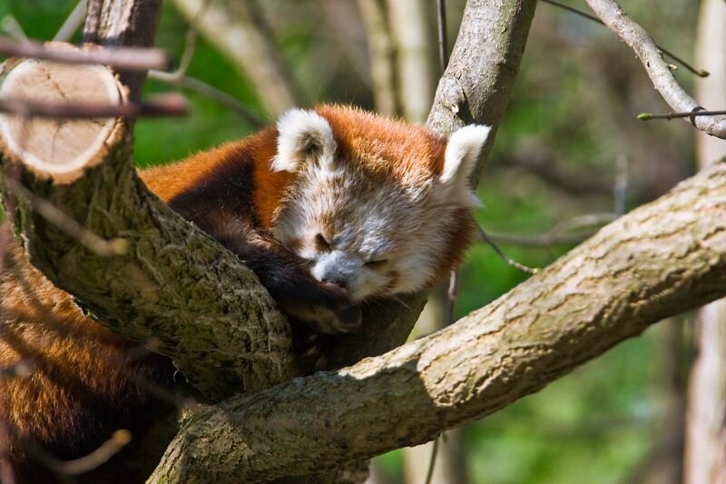 kleiner Roter Panda (Katzenbär)