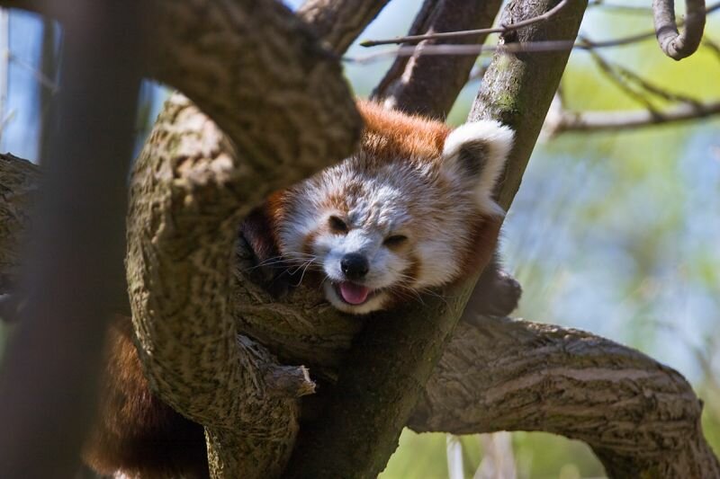 kleiner Roter Panda