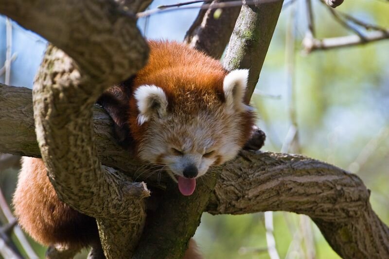 Roter Panda hechelt in der Wärme