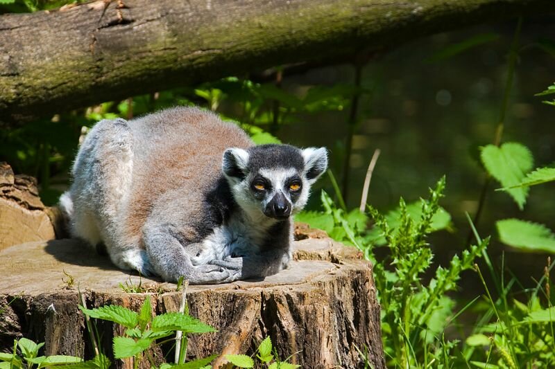 ein Lemur schaut träge