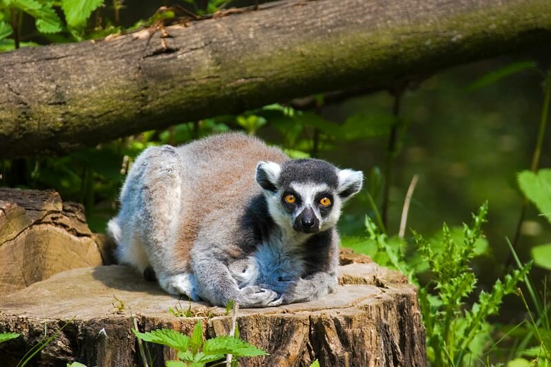 ein Lemur auf einem Baumstamm