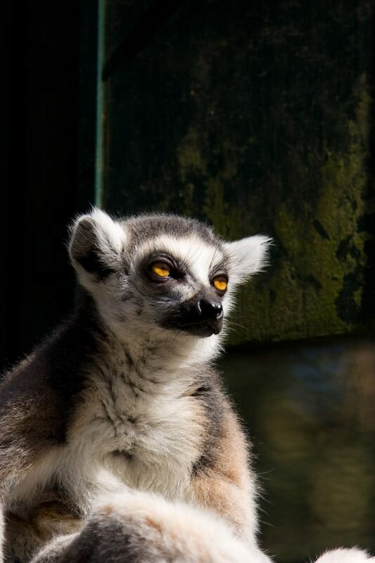 ein Lemur (Katta)