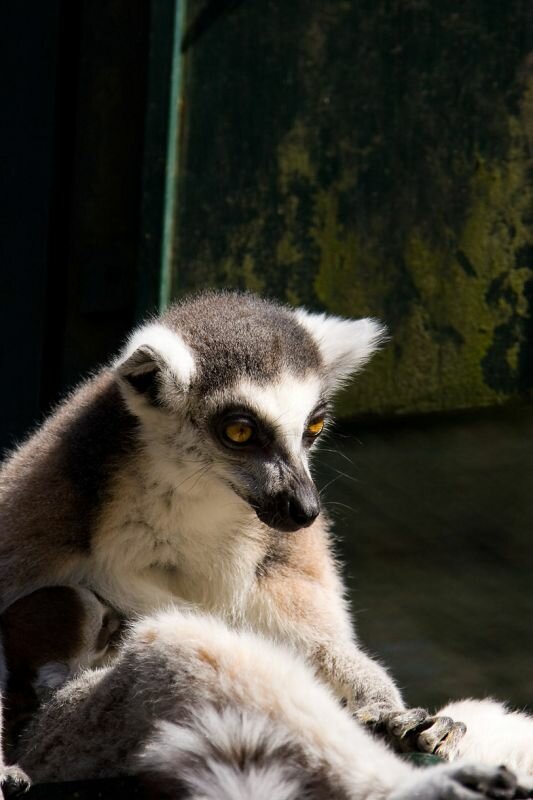 ein Lemur (Katta)