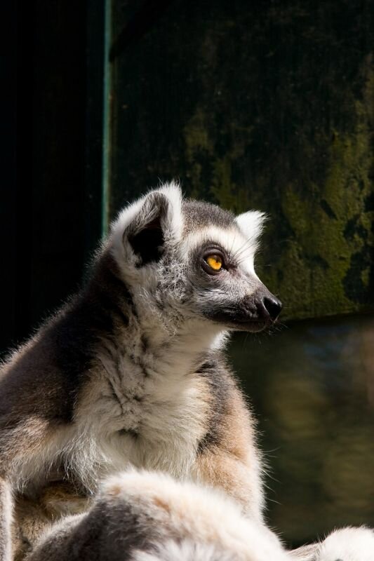 ein Lemur (Katta)