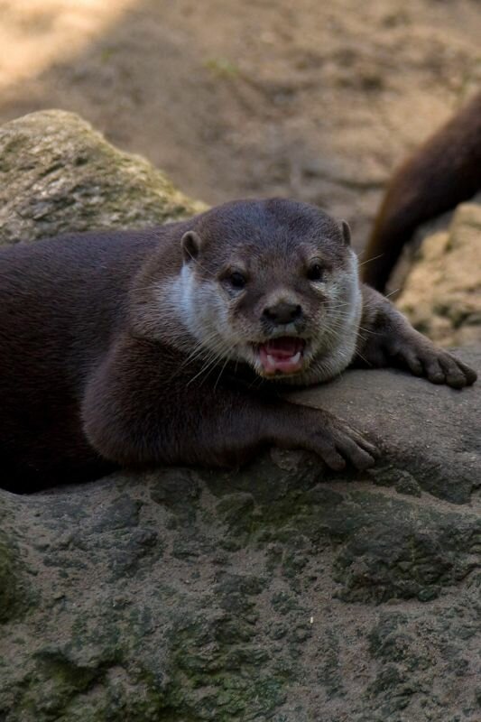 ein Otter