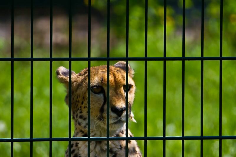 Raubkatze hinter Gittern