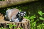 002-Lemur-schaut-traege.jpg