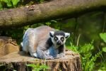 004-Lemur-Baumstamm.jpg