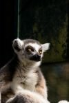 008-lemur.jpg